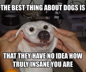 best thing about dogs funny picture