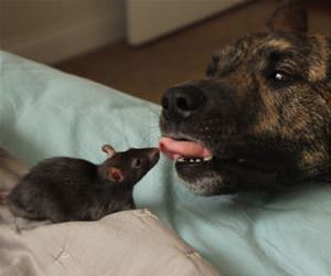 besties funny picture