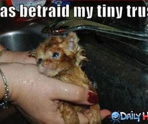 Betrayed funny picture