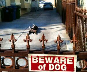 Beware of Dog funny picture