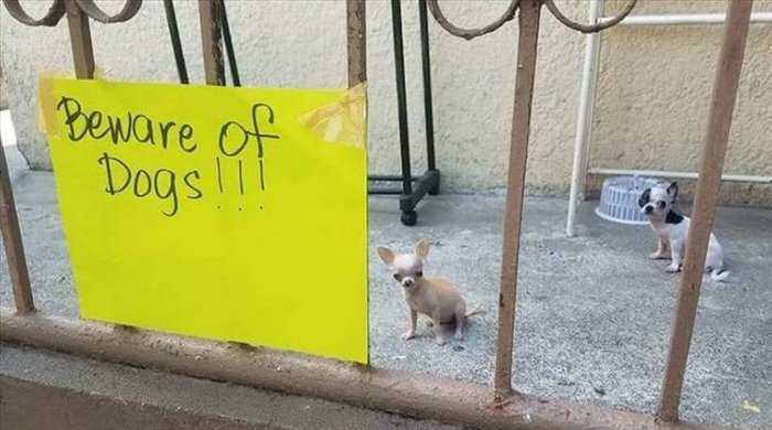 beware of the dogs ... 2