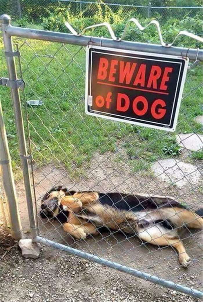 beware of the wild dog