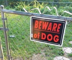 beware of the wild dog