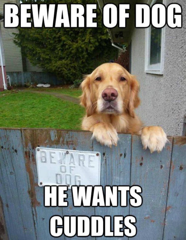 beware of dog funny picture