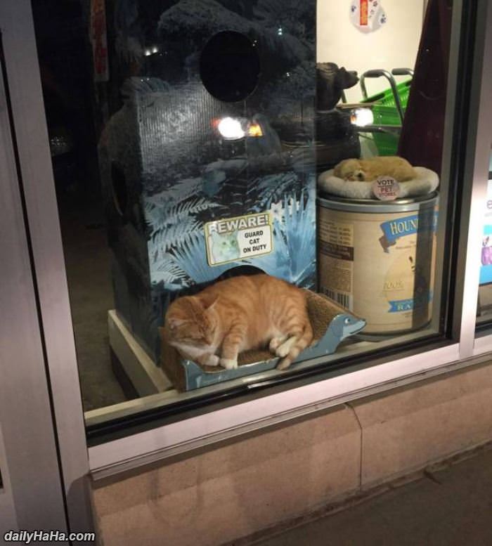 beware of the guard cat funny picture