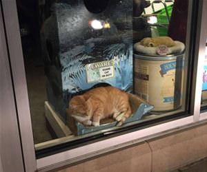 beware of the guard cat funny picture