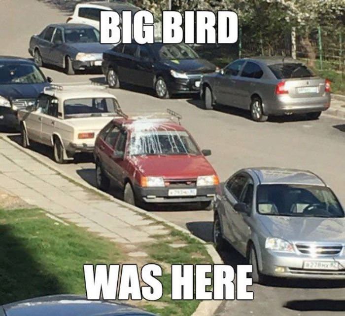 big bird was here funny picture