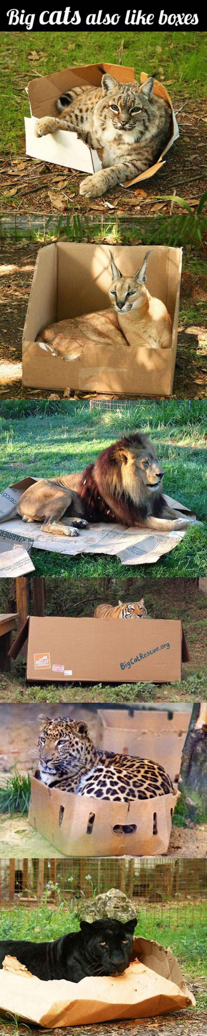 big cats like boxes too funny picture