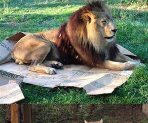 big cats like boxes too funny picture