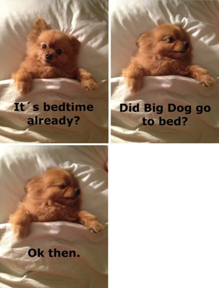 big dog bedtime already funny picture