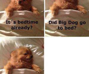 big dog bedtime already funny picture