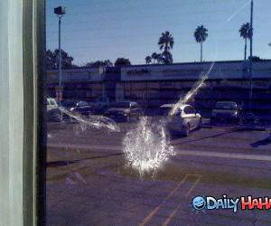 Bird Failed funny picture