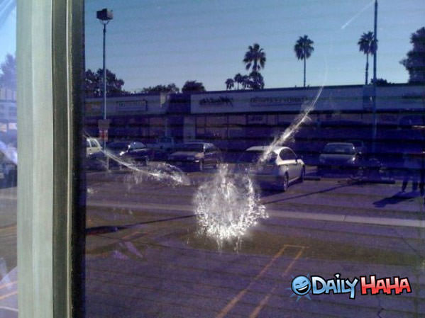 Bird Failed funny picture