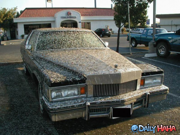 Bird Crapper Car funny picture