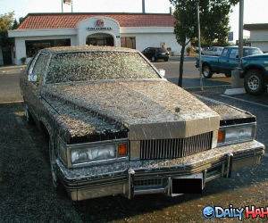 Bird Crapper Car funny picture