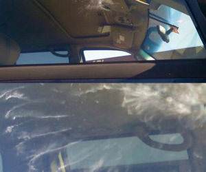 Bird Learning about Glass