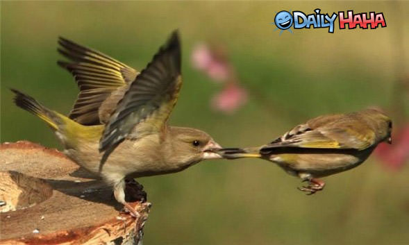 Bird Tug of War