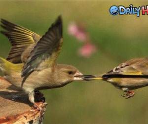 Bird Tug of War