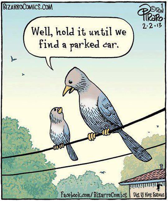 bird logic funny picture