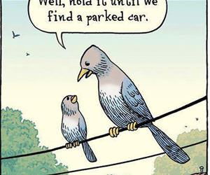bird logic funny picture