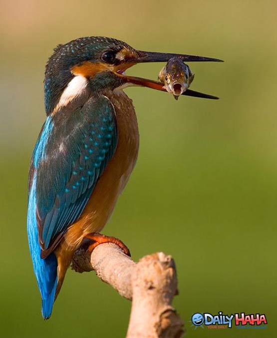 Bird Snack