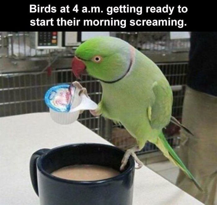 birds getting ready for the day