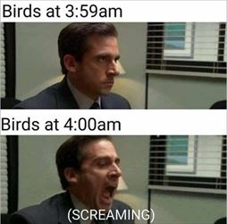 birds waking up