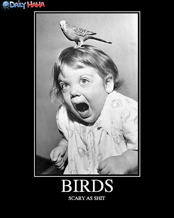 Birds- Funny Picture