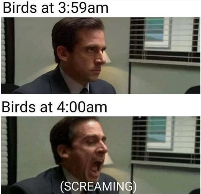 birds ... 2