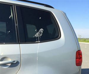 birds are getting good at it funny picture