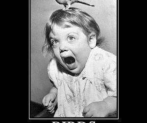 Birds- Funny Picture