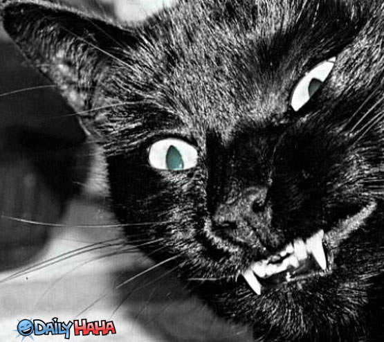 Black Cat Closeup