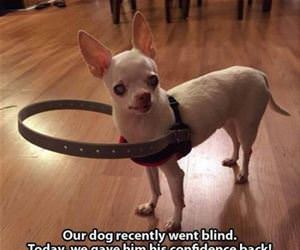 blind dog funny picture