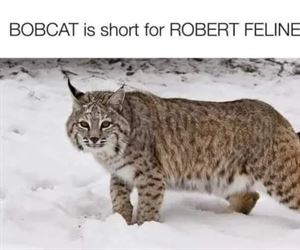 bobcat