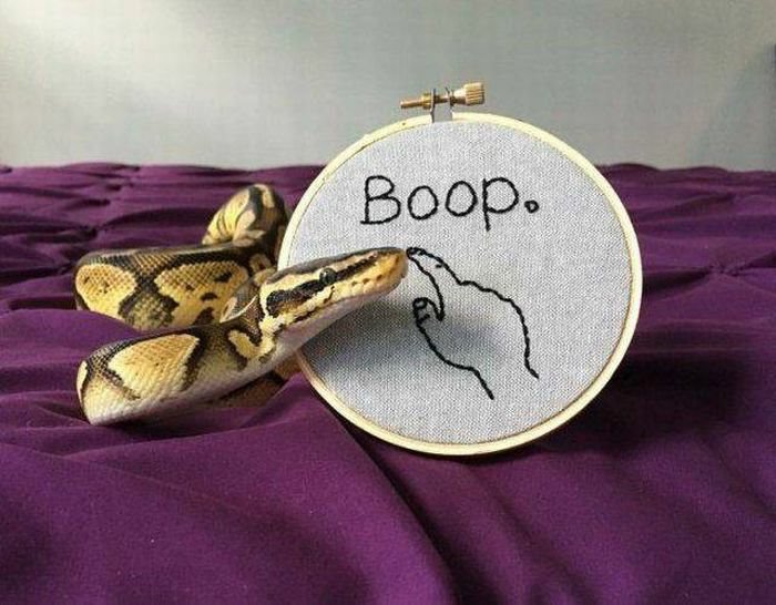 boop ... 2