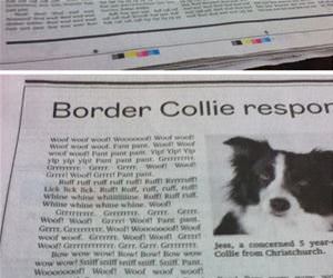 border collie responds funny picture