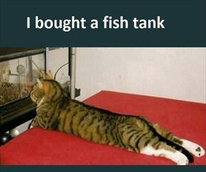 bought this new fish tank