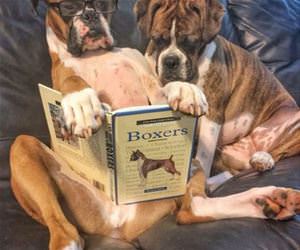 boxers funny picture