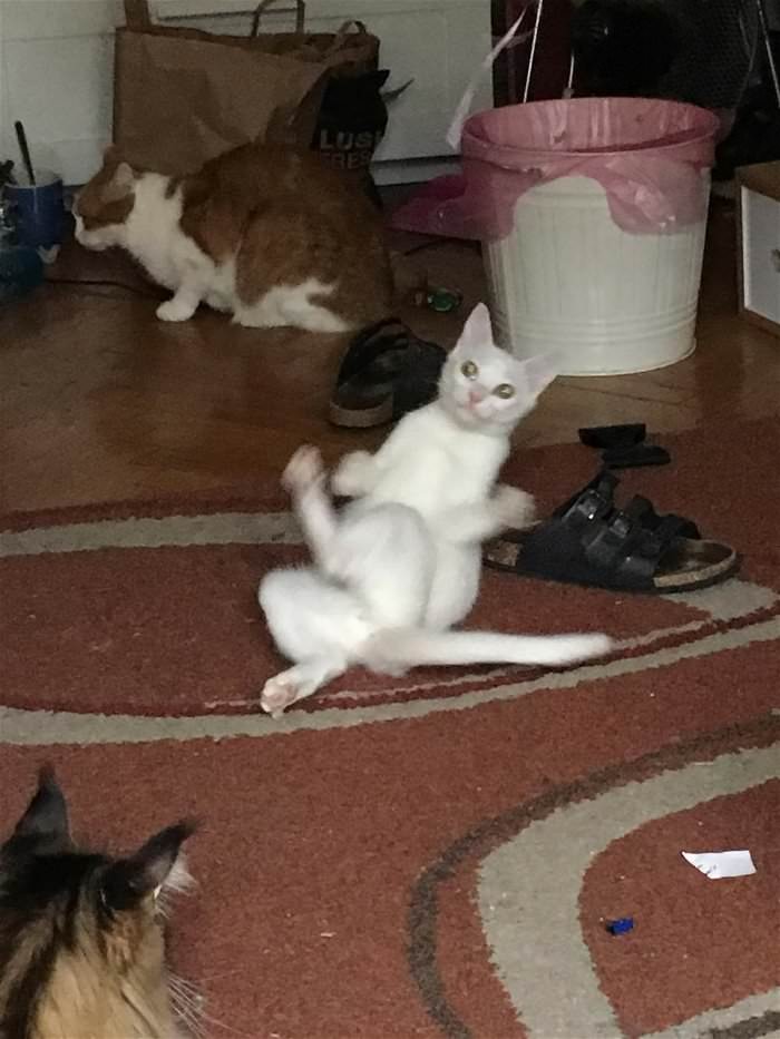 breakdancing cat