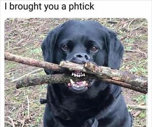 brought you a stick