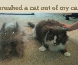 Brushed A Cat funny picture