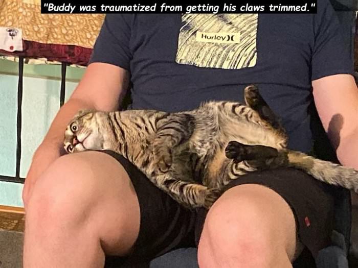 buddy was traumatized