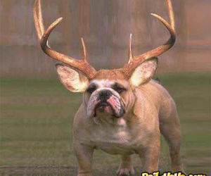 Bull Dog with Horns