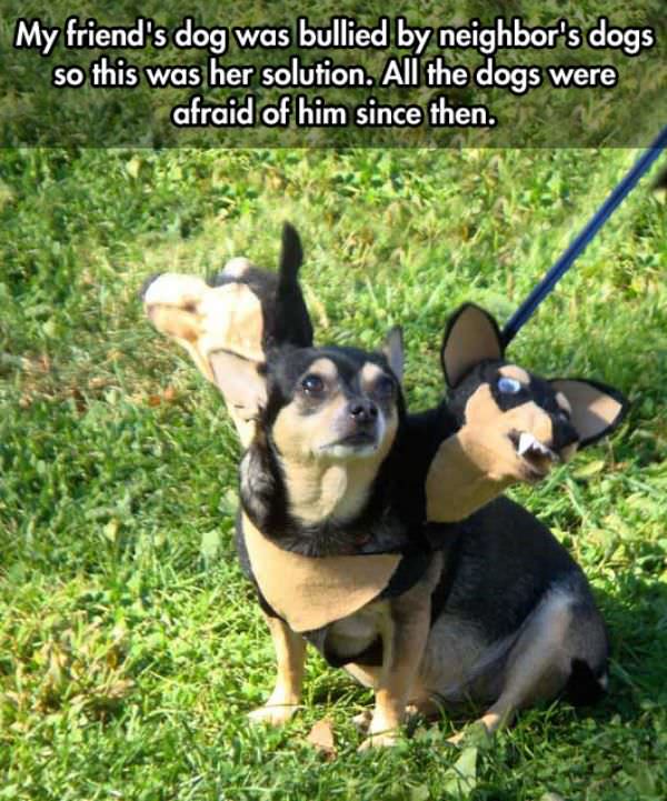 A Bullied Dog funny picture