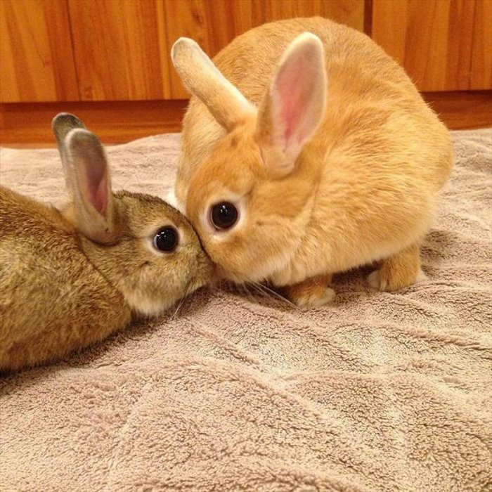 bunny kiss