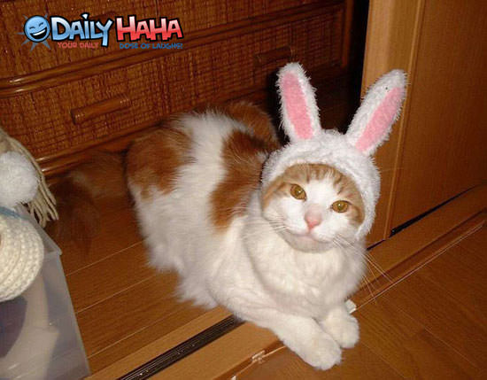 Easter Cat