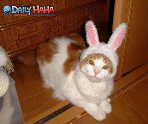 Easter Cat