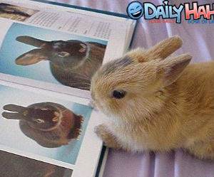 Bunny reading a book