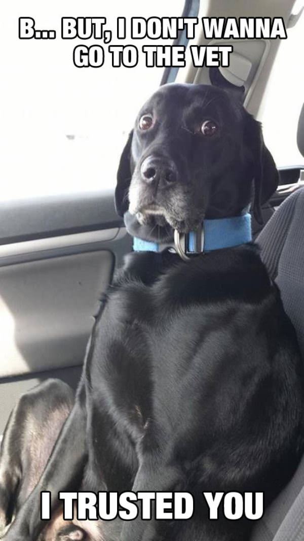 but bbut funny picture