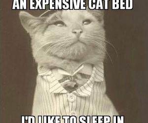 Buy Me A Cat Bed funny picture